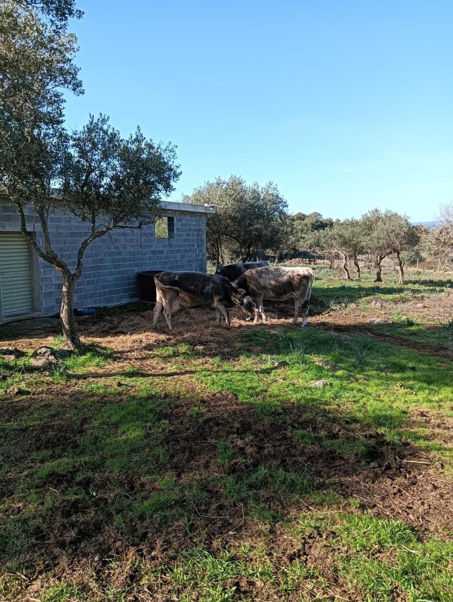 Farmhouse La Croisette - Agriturismo Dorgali Luaran gambar