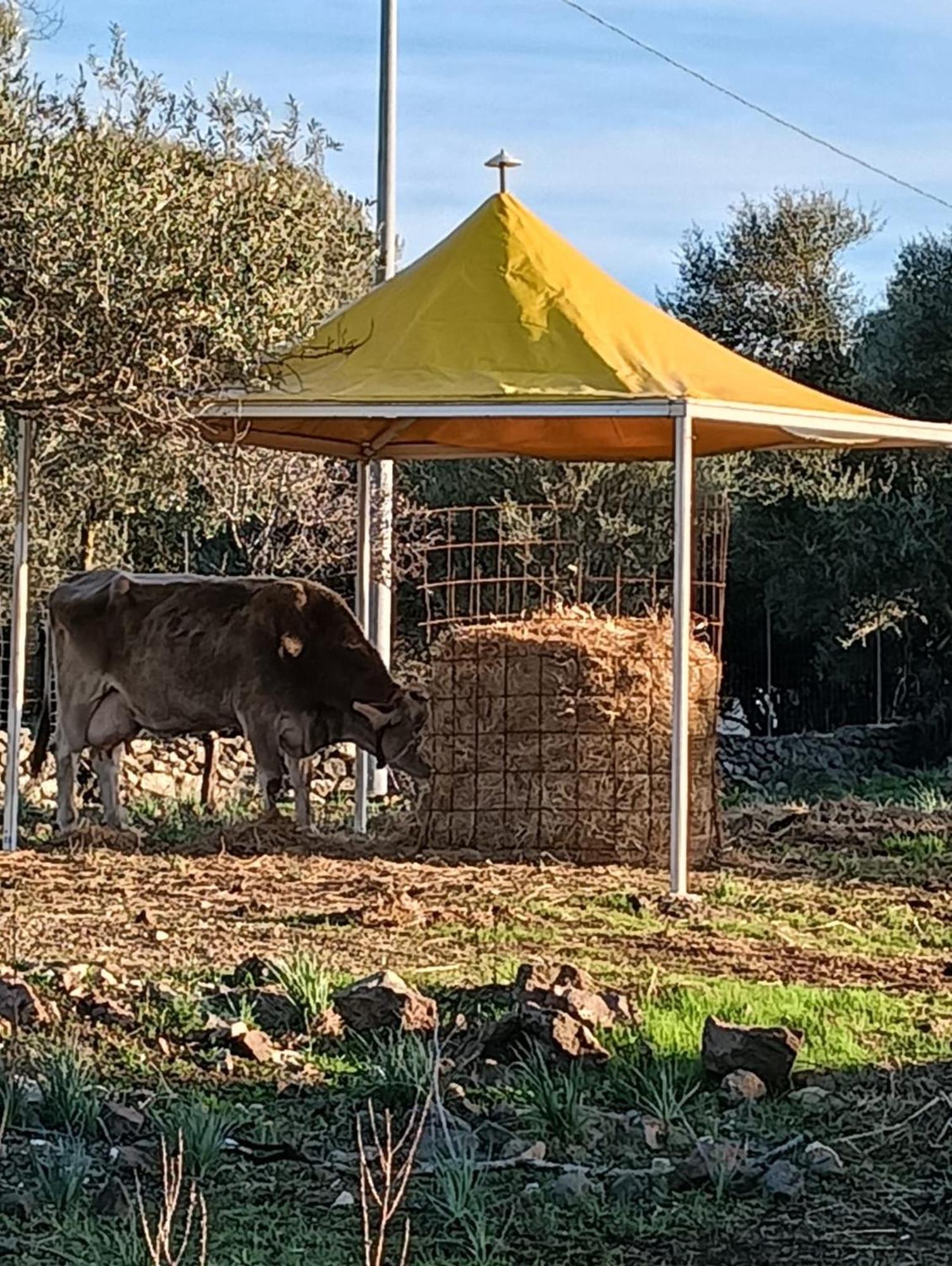 Farmhouse La Croisette - Agriturismo Dorgali Luaran gambar